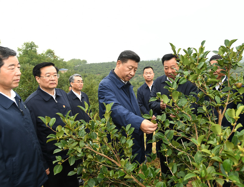 　　9月16日至18日，中共中央總書記、國家主席、中央軍委主席習近平在河南考察。這是17日上午，習近平來到信陽市光山縣槐店鄉(xiāng)司馬光油茶園，實地察看油茶樹種植和掛果情況。新華社記者 謝環(huán)馳 攝